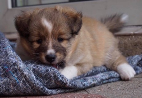 Sheltie Aiden Sheltie Aiden