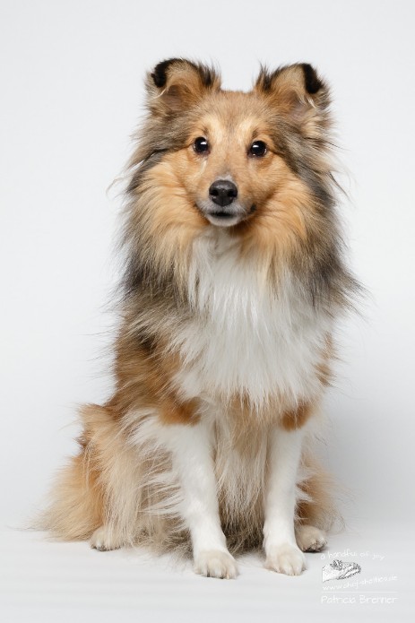 Sheltie Jayda