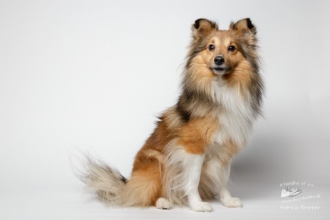 Sheltie Jayda