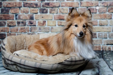 Sheltie Jamie Sheltie Jamie