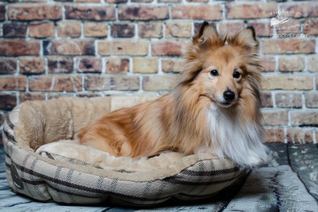 Sheltie Jamie