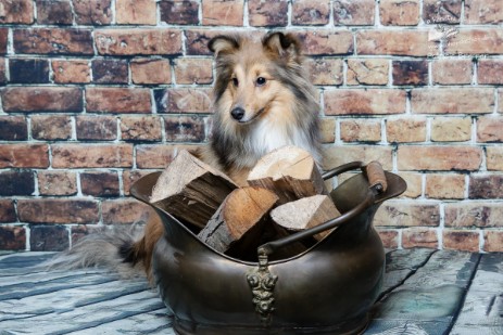 Sheltie Jayda Sheltie Jayda
