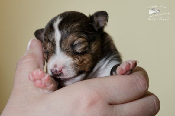 Sheltie Ailean Sheltie Ailean