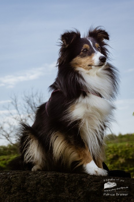 Sheltie Rachel