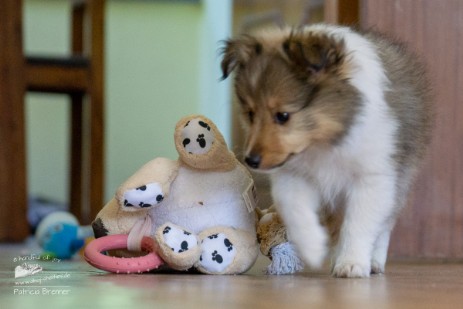 Sheltie Quiana Sheltie Quiana