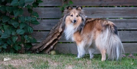 Sheltie Jayda Sheltie Jayda