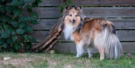 Sheltie Jayda