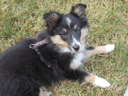 Sheltie Brianna