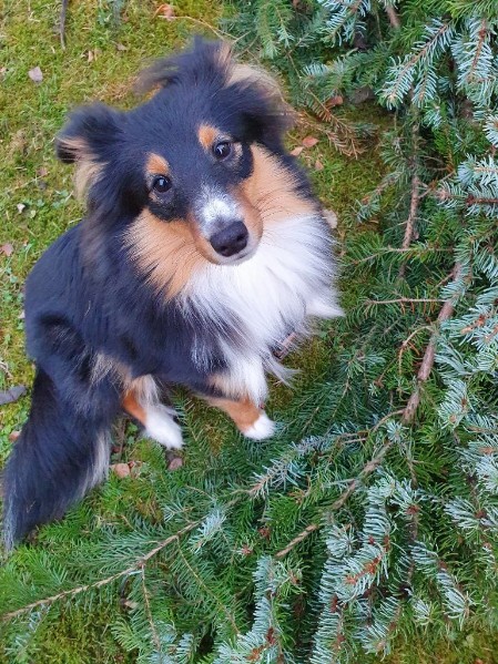 Sheltie Brian