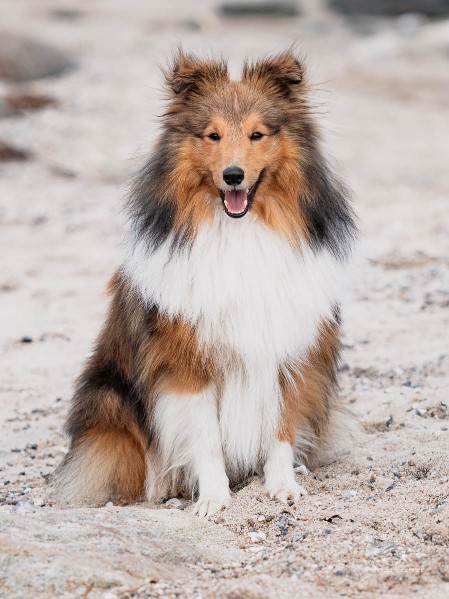 Sheltie Ciaran