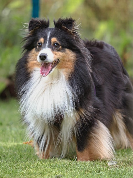 Sheltie Rachel