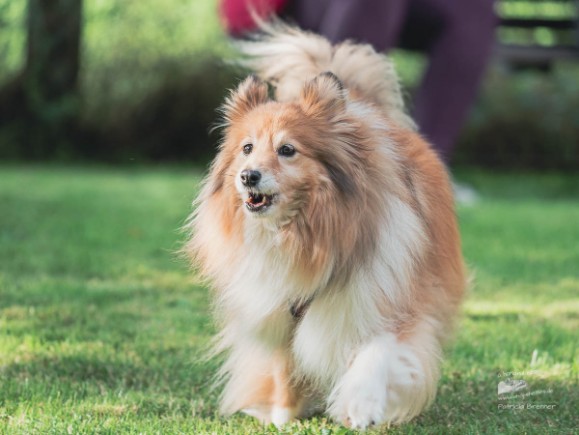 Sheltie Jamie Sheltie Jamie