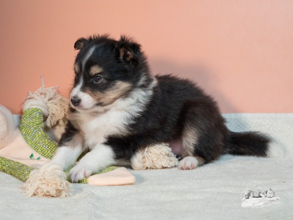 Sheltie Eoghan