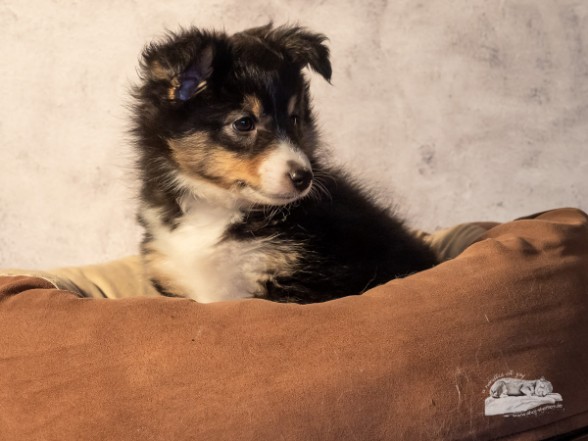 Sheltie Èanna Sheltie Èanna