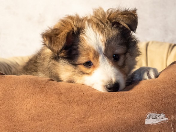 Sheltie Èamonn Sheltie Èamonn