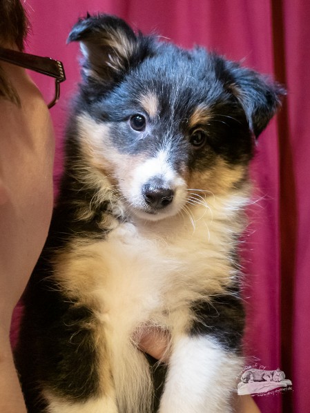 Sheltie Eoghan