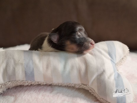 Sheltie Finola Sheltie Finola
