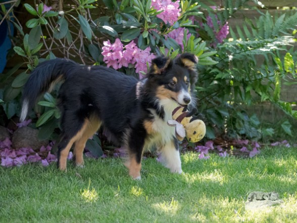 Sheltie Èanna