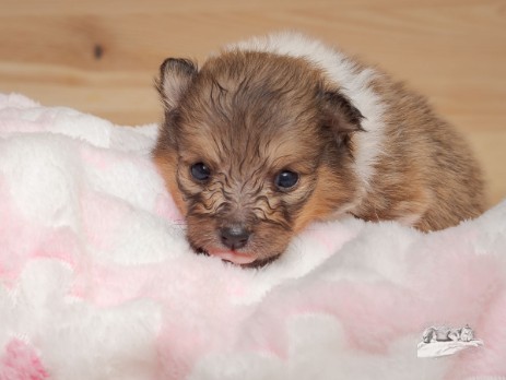 Sheltie Fenella