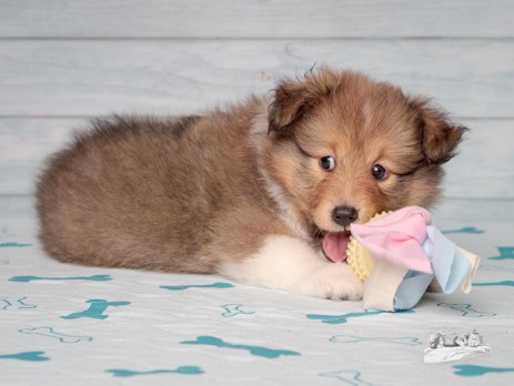 Sheltie Faylinn Sheltie Faylinn