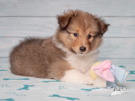 Sheltie Faylinn Sheltie Faylinn