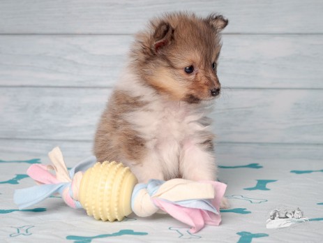 Sheltie Fenella Sheltie Fenella