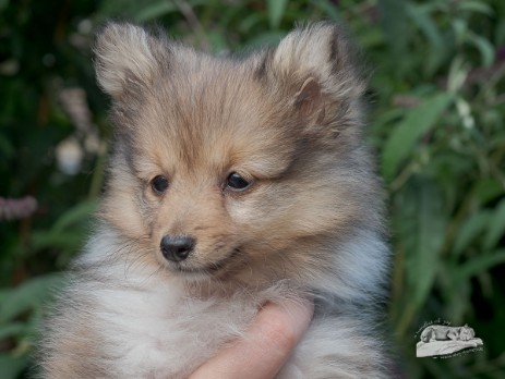 Sheltie Fenella