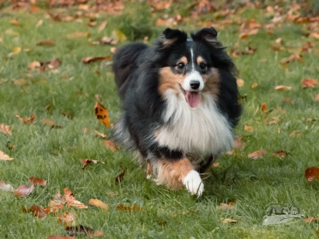 Sheltie Rachel