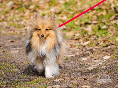 Sheltie Fenella