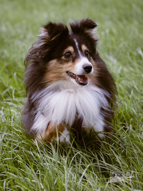 Sheltie Rachel