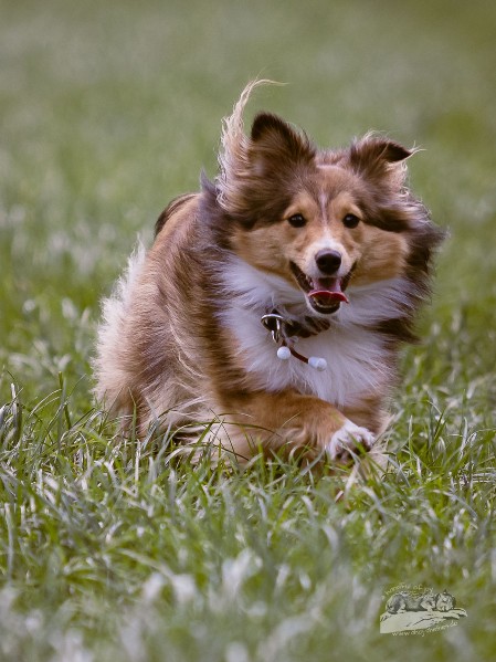 Sheltie Eithne Sheltie Eithne