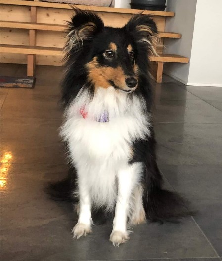 Sheltie Finola Sheltie Finola