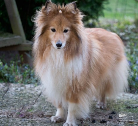 Sheltie Jamie