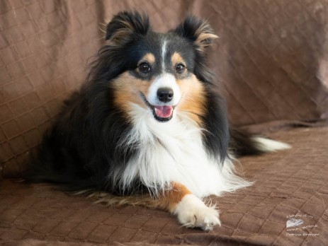 Sheltie Rachel