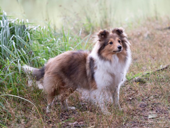 Sheltie Quiana Sheltie Quiana