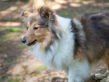Sheltie Quiana Sheltie Quiana