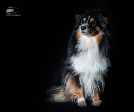 Sheltie Rachel