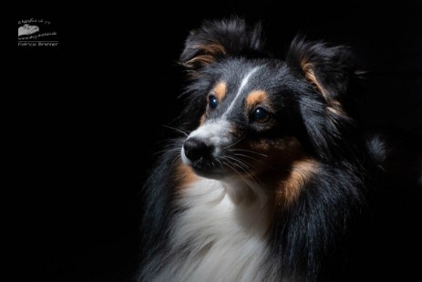 Sheltie Rachel