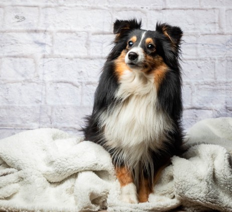 Sheltie Rachel