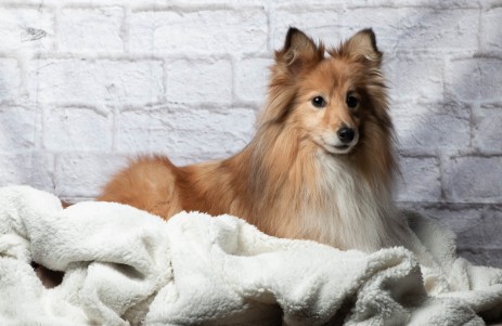 Sheltie Jamie Sheltie Jamie
