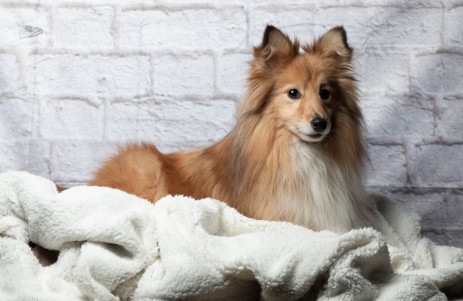 Sheltie Jamie