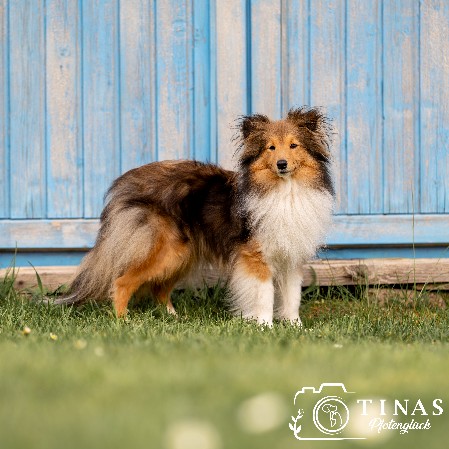 Sheltie Fianna Sheltie Fianna