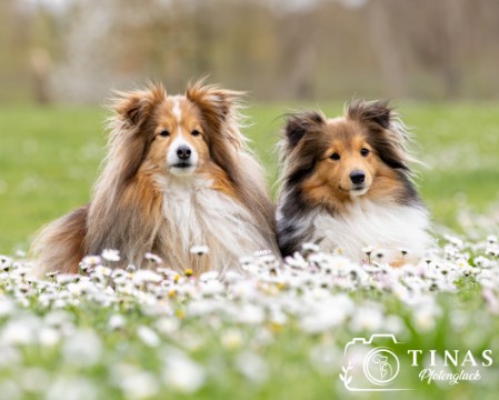 Sheltie Fianna Sheltie Fianna
