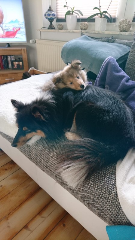 Sheltie Colin Sheltie Colin