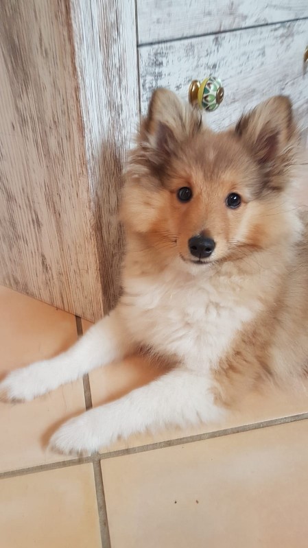 Sheltie Cailean