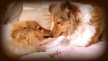 Sheltie Cailean Sheltie Cailean