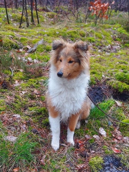 Sheltie Ciaran