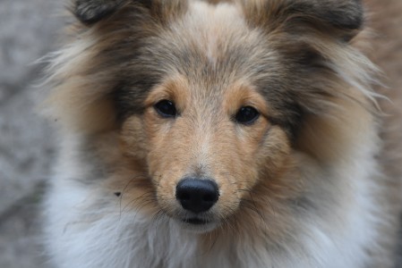 Sheltie Ciaran