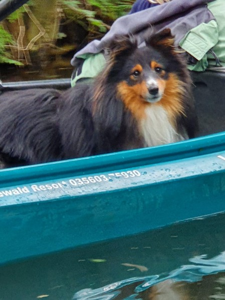 Sheltie Brian