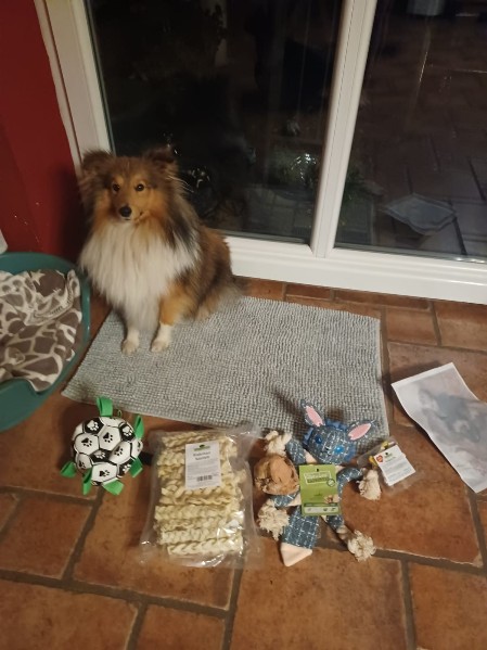 Sheltie Ciaran Sheltie Ciaran